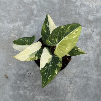 Philodendron Gloriosum Variegata Tricolor ø14