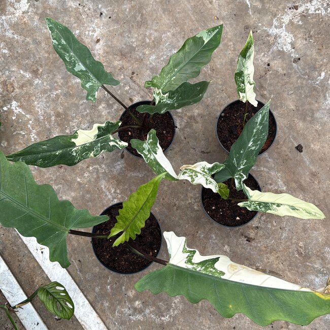 Lauterbachiana Albo Variegata Ø14