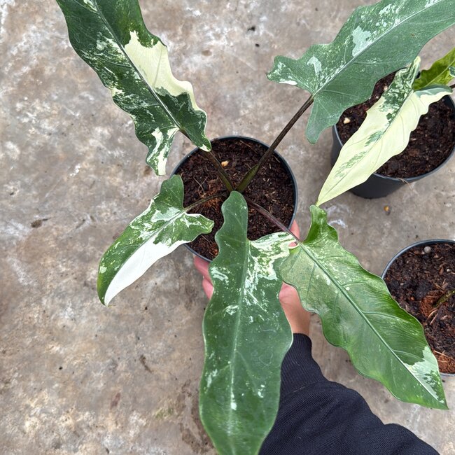 Lauterbachiana Albo Variegata Ø14