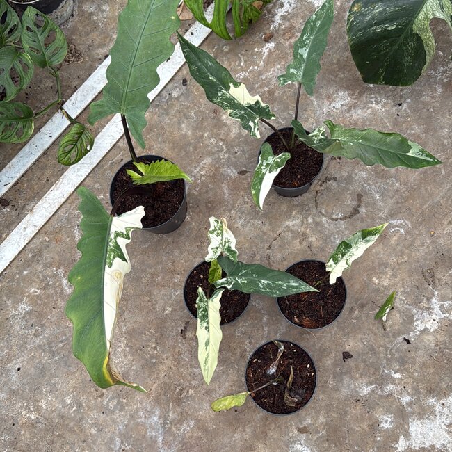 Lauterbachiana Albo Variegata Ø14