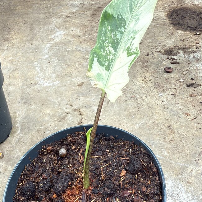 Lauterbachiana Albo Variegata Ø14