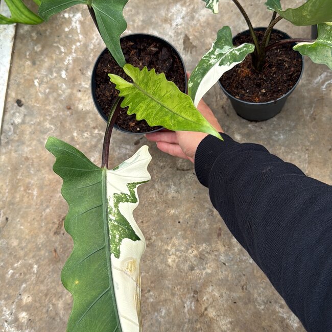 Lauterbachiana Albo Variegata Ø14