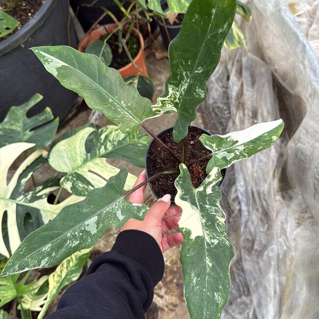 Lauterbachiana Albo Variegata Ø14