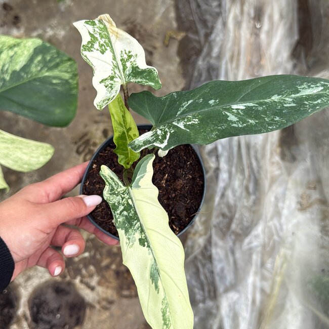 Lauterbachiana Albo Variegata Ø14