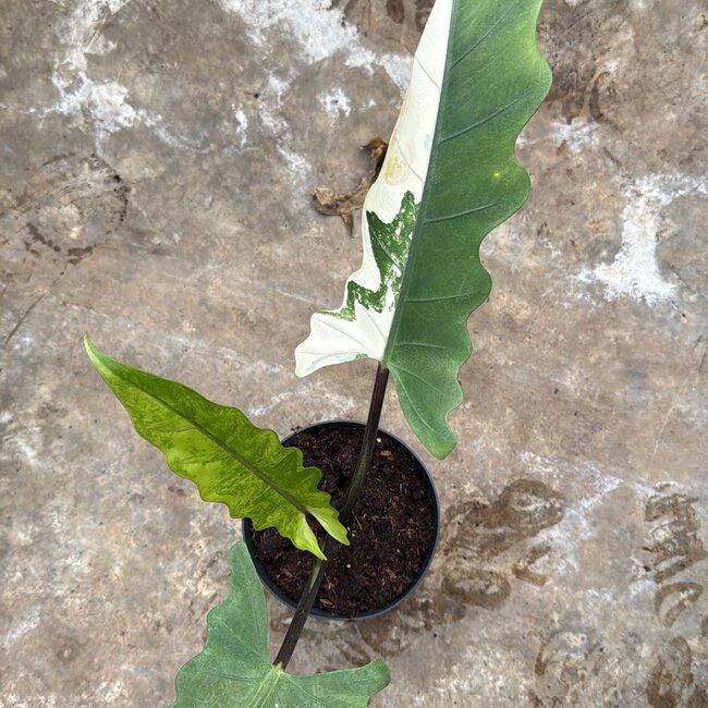 Lauterbachiana Albo Variegata Ø14