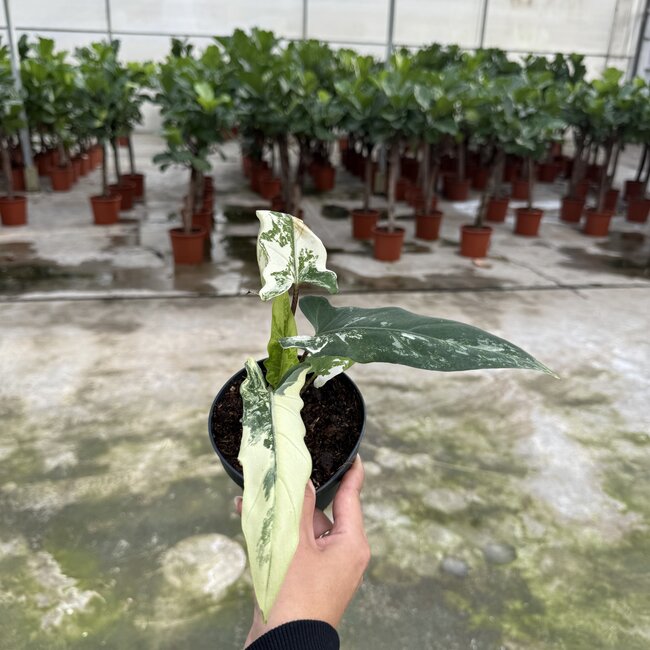 Lauterbachiana Albo Variegata Ø14