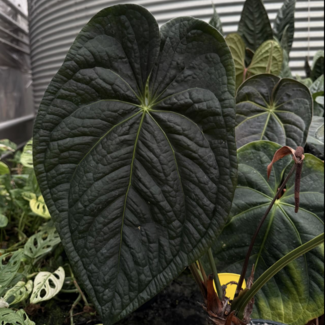 Anthurium Raven Soul Ø19