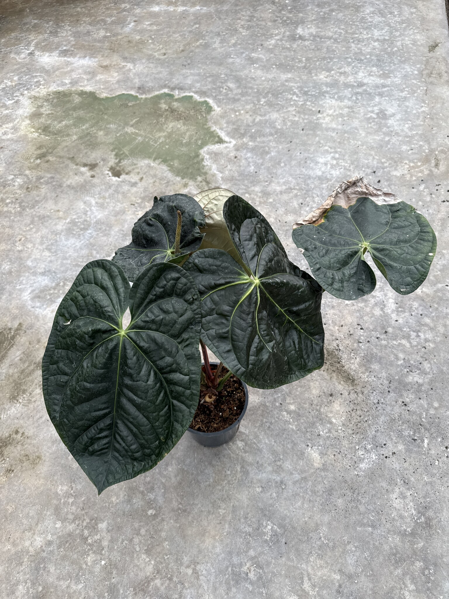 indoor tree plants for sale Benjamina Ficus