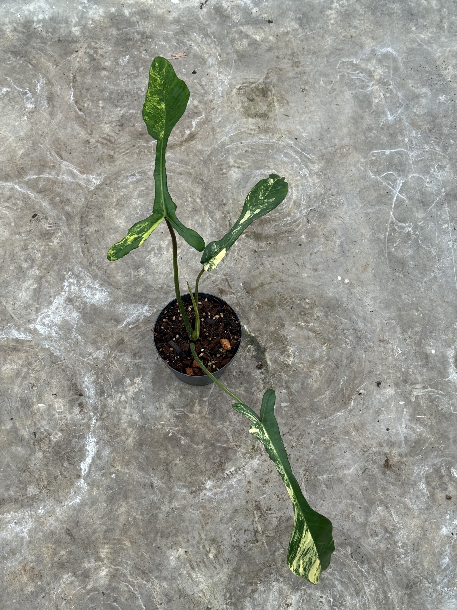 Philodendron Joepii Variegata | Limited Leaves - Limited Leaves