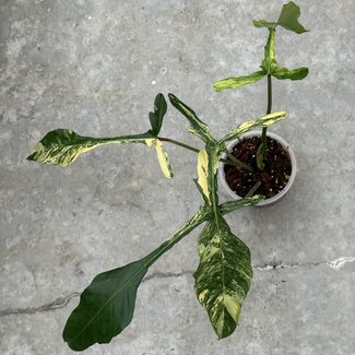 Philodendron Joepii Tricolor Variegata Ø15