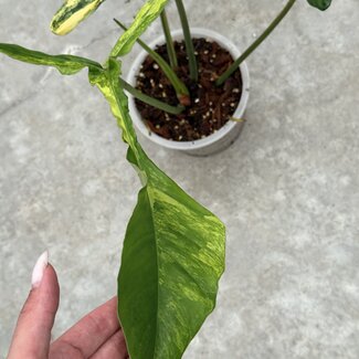 Philodendron Joepii Tricolor Variegata Ø15