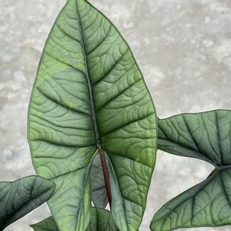 Alocasia Dragon's Breath Ø14