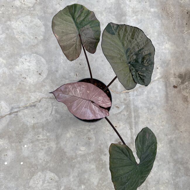 Serendipity Variegata ø15