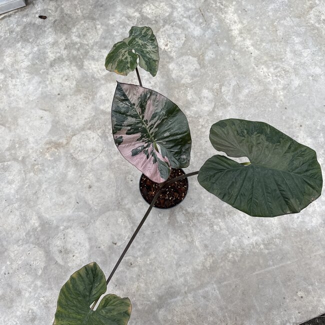 Serendipity Variegata ø15