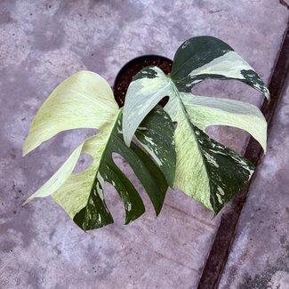 Monstera Jungle Mint Ø19