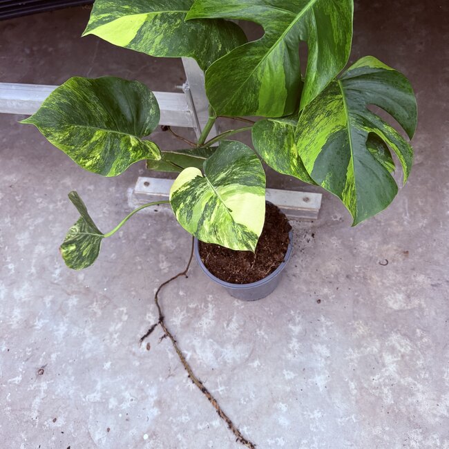 Deliciosa Aurea Variegated Ø19