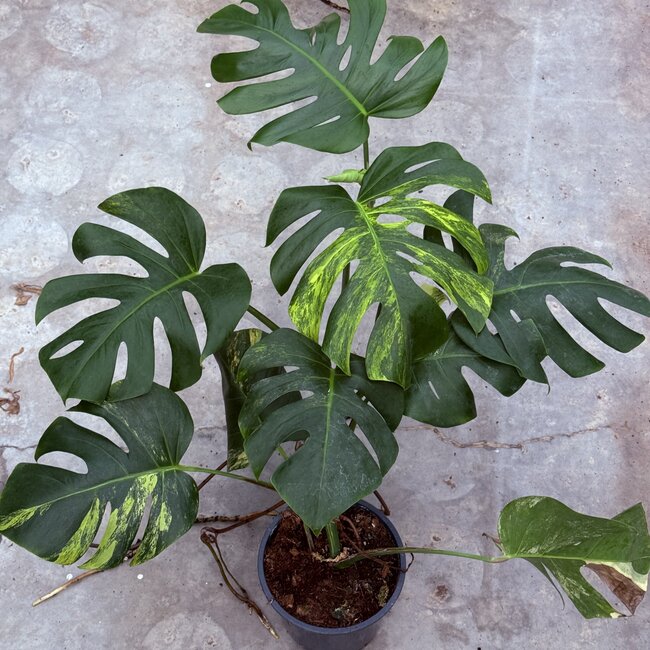 Deliciosa Aurea Variegated Ø19