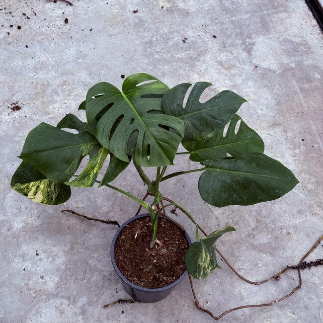 Deliciosa Aurea Variegated Ø19