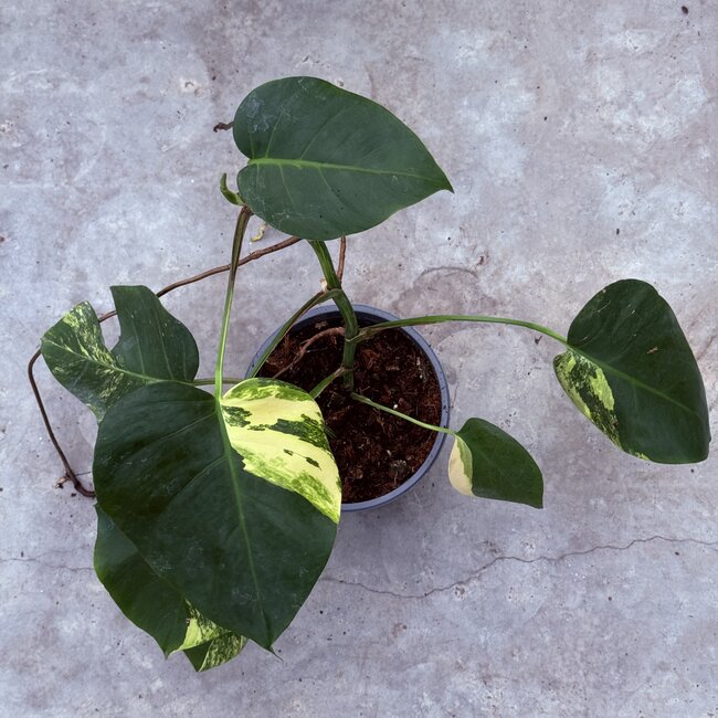 Deliciosa Aurea Variegated Ø19