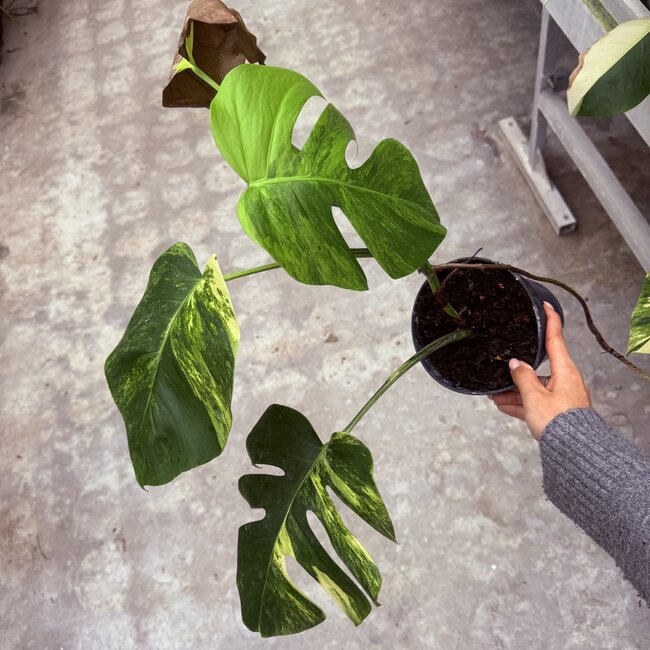 Deliciosa Aurea Variegated Ø19