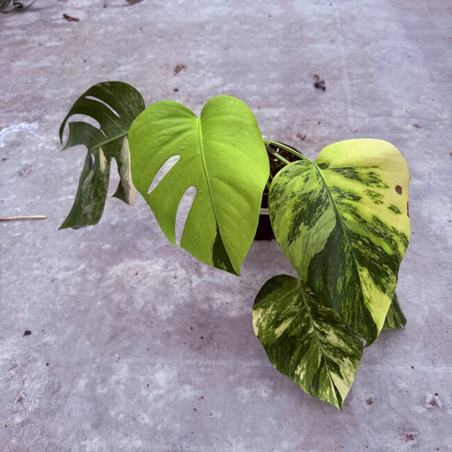 Deliciosa Aurea Variegated Ø19