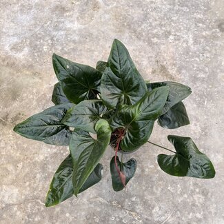 Anthurium Hybrid Ø19