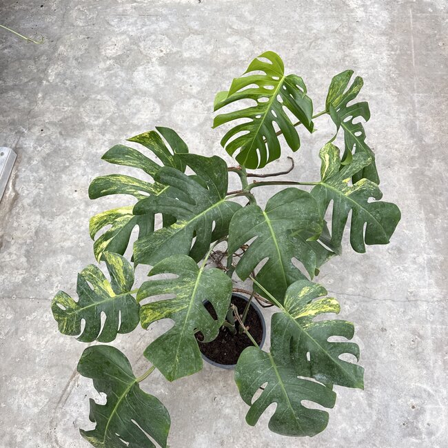 Deliciosa Aurea Variegated Ø19