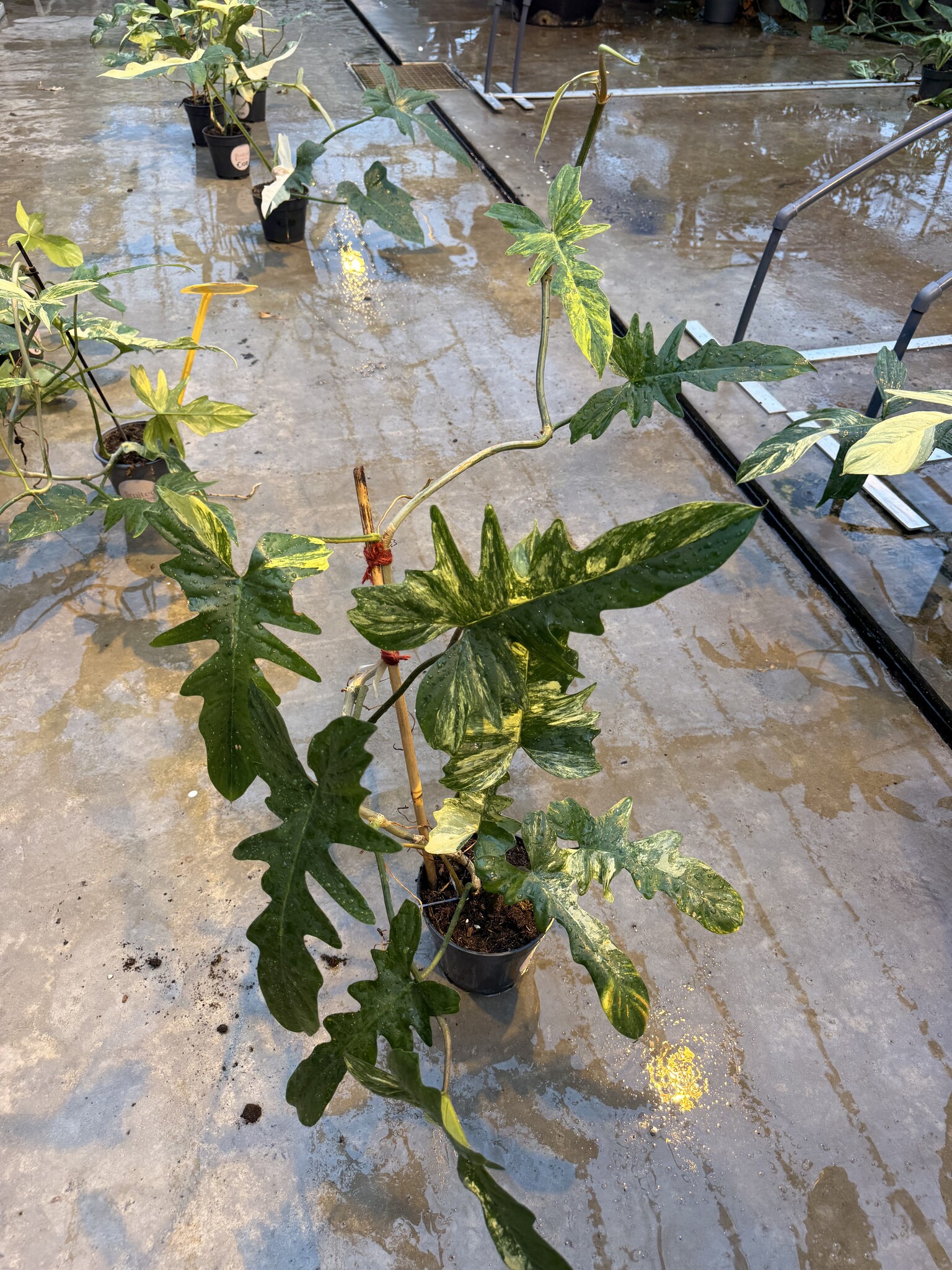 Philodendron Florida Beauty x Mayoi Ø15 | Limited Leaves - Limited