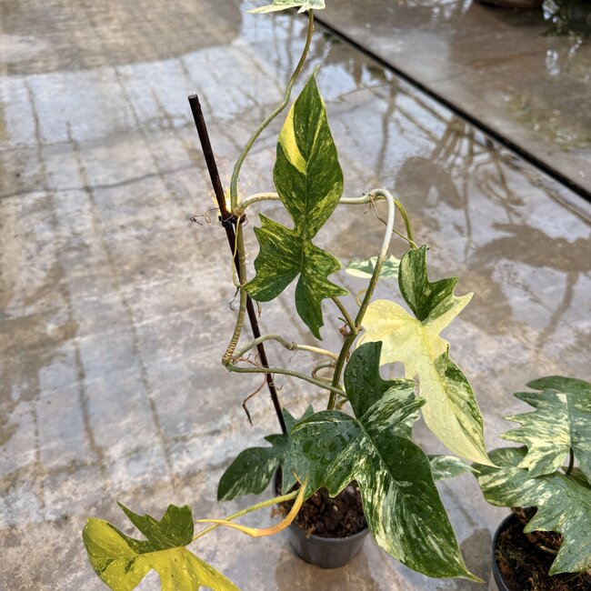 Florida Beauty x Mayoi Ø15