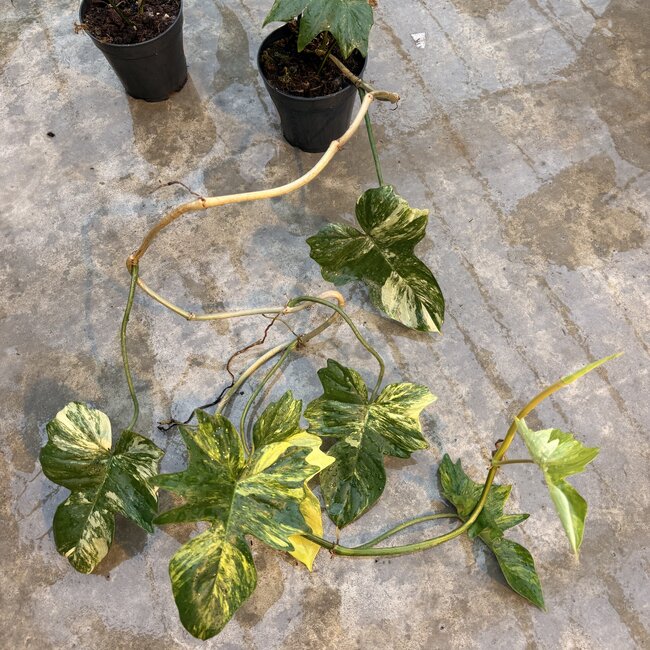 Florida Beauty x Mayoi Ø15