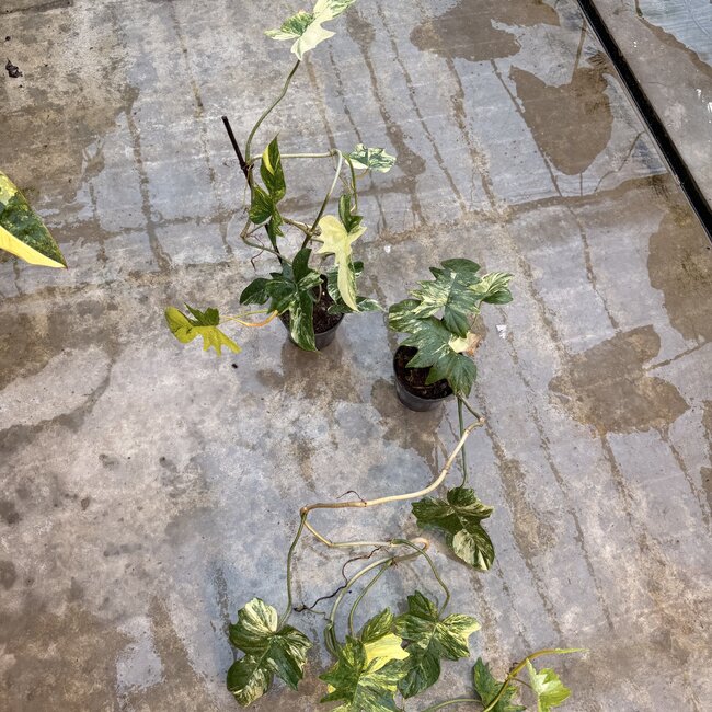 Florida Beauty x Mayoi Ø15