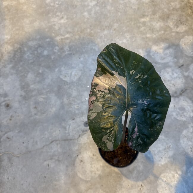 Serendipity Variegata ø15