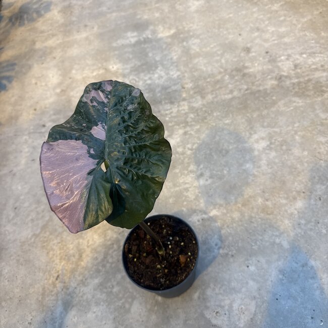 Serendipity Variegata ø15