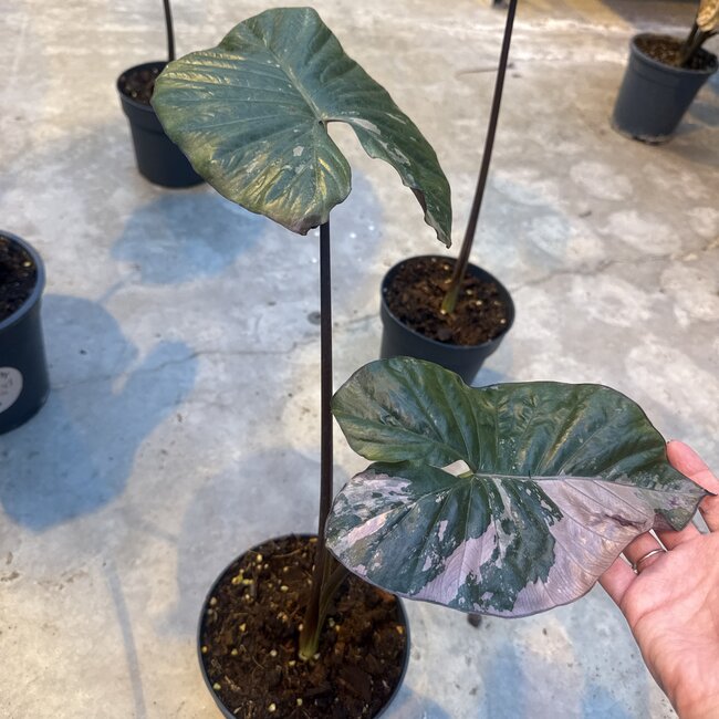 Serendipity Variegata ø15