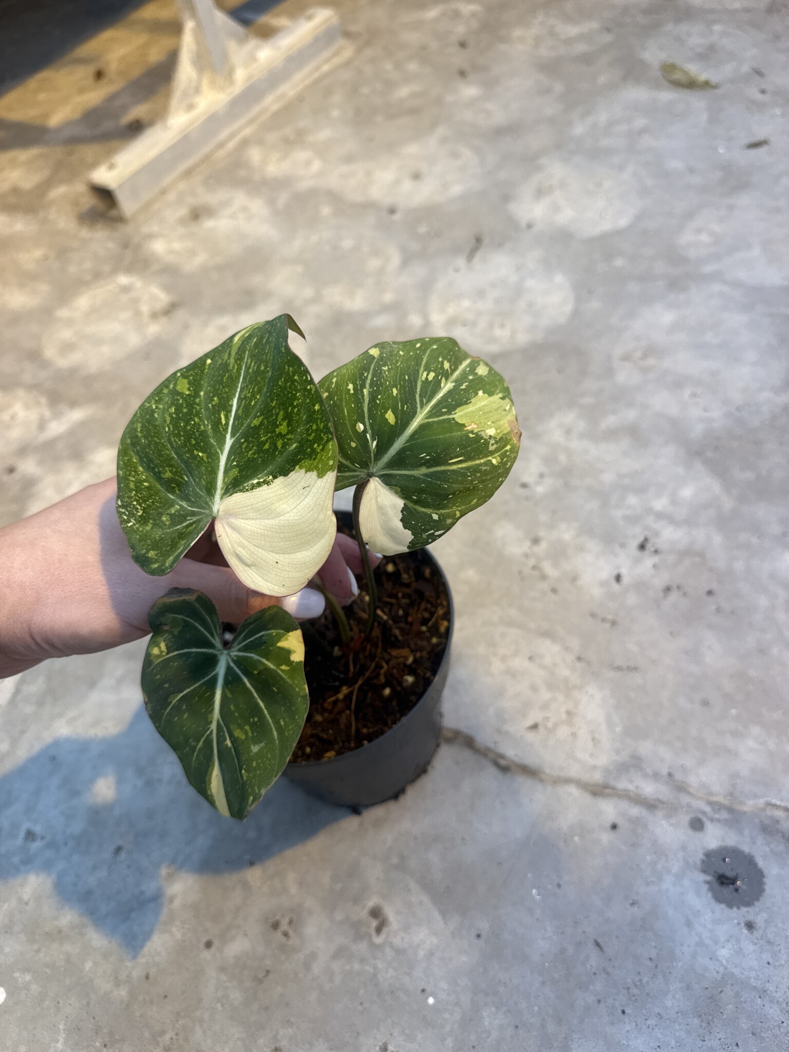 Philodendron Gloriosum Variegata Tricolor 14 | Limited Leaves - Limited  Leaves