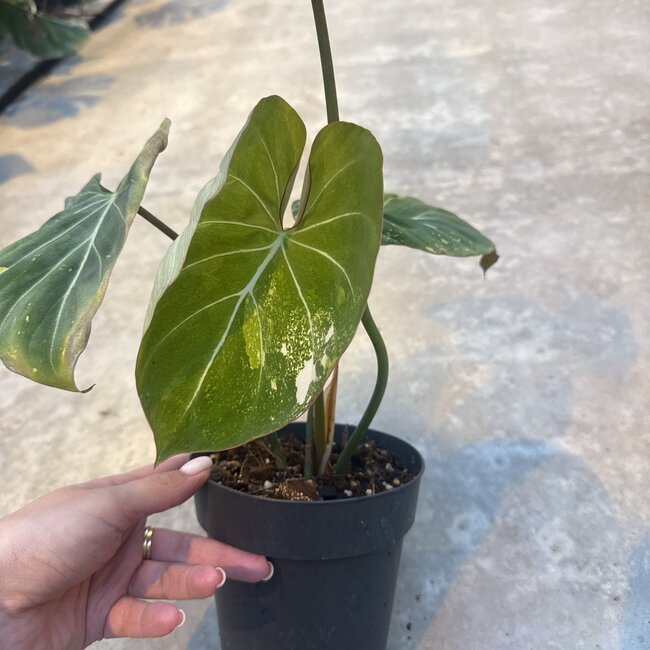 Gloriosum Variegata Tricolor ø14