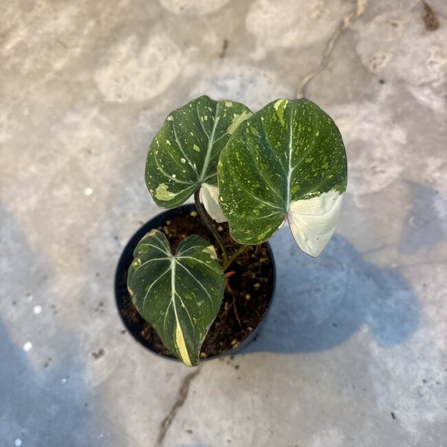 Gloriosum Variegata Tricolor ø14