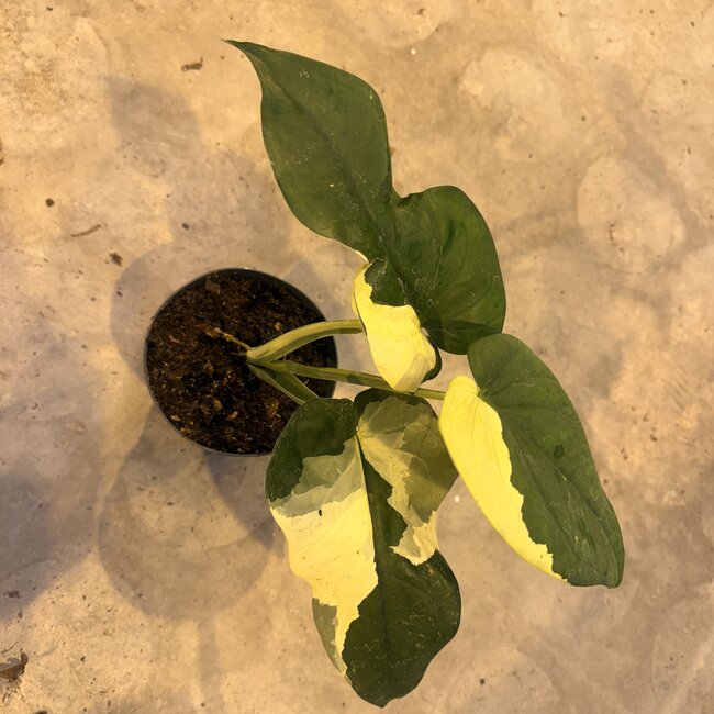 Chiapense Variegated Ø15