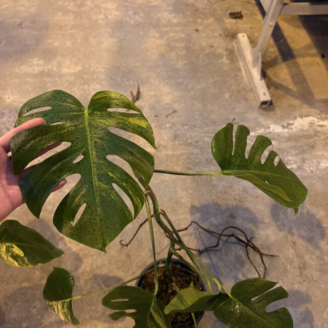 Deliciosa Aurea Variegated Ø19