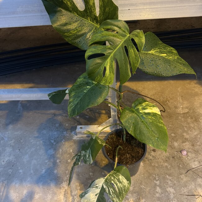 Deliciosa Aurea Variegated Ø19