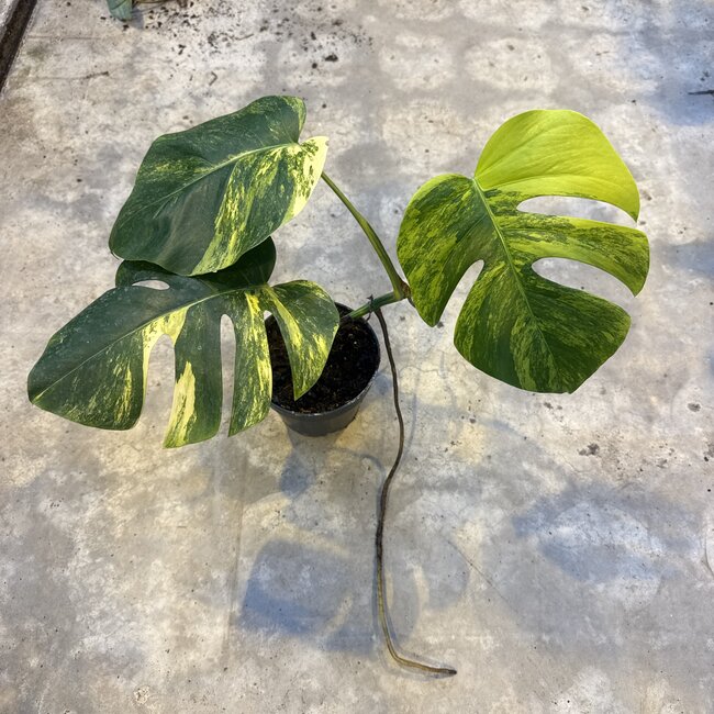 Deliciosa Aurea Variegated Ø19