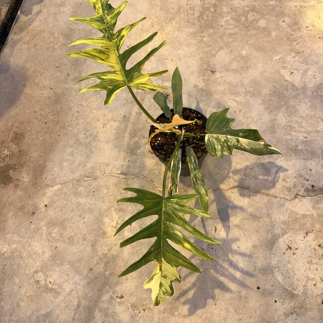 Florida Beauty x Tortum Ø15