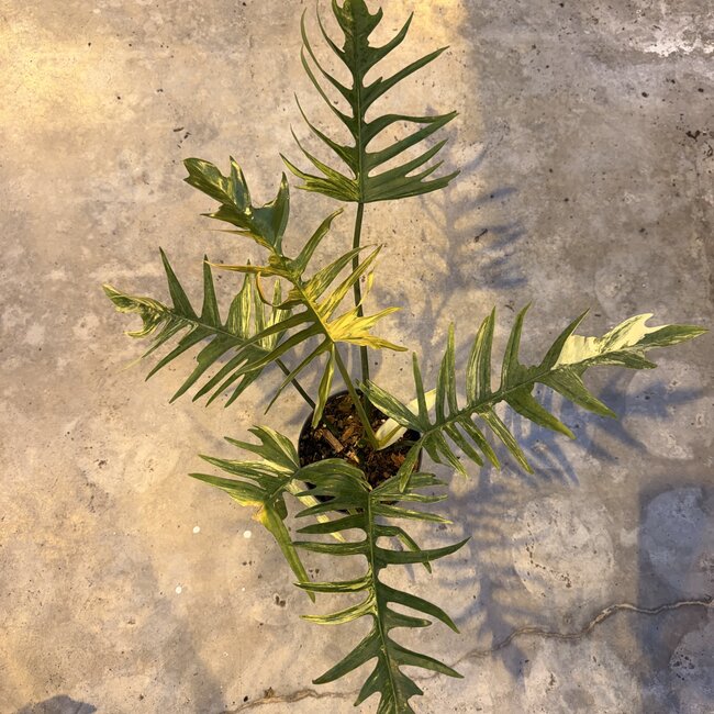 Florida Beauty x Tortum Ø15