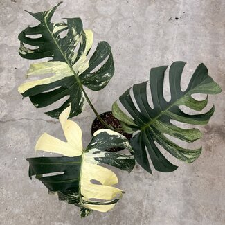 Monstera Jungle Mint Ø19
