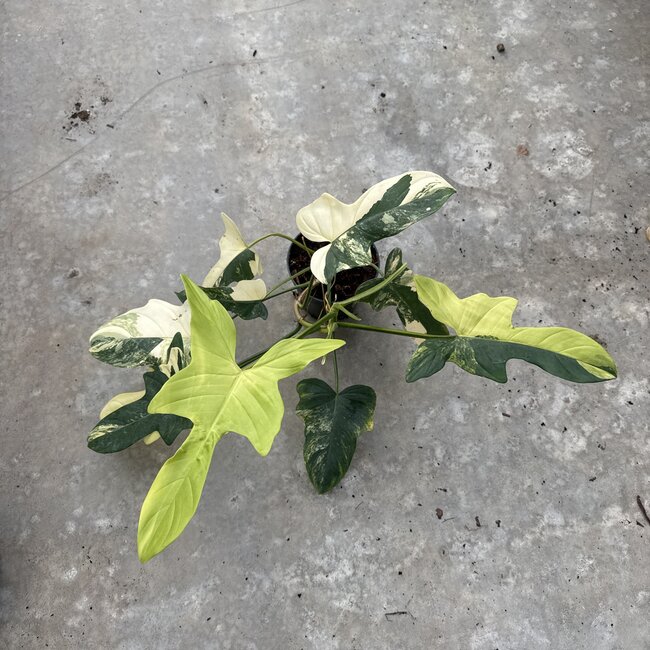 Bippenifolium Aurea Variegated Ø14