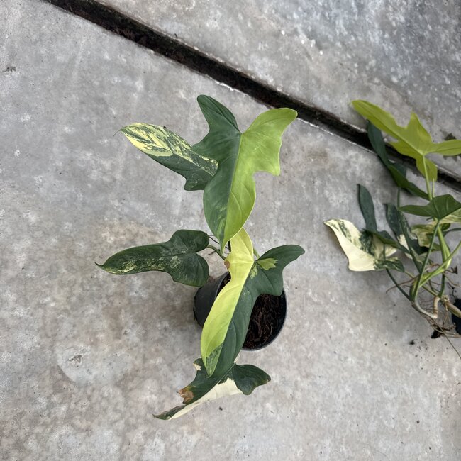 Bippenifolium Aurea Variegated Ø14