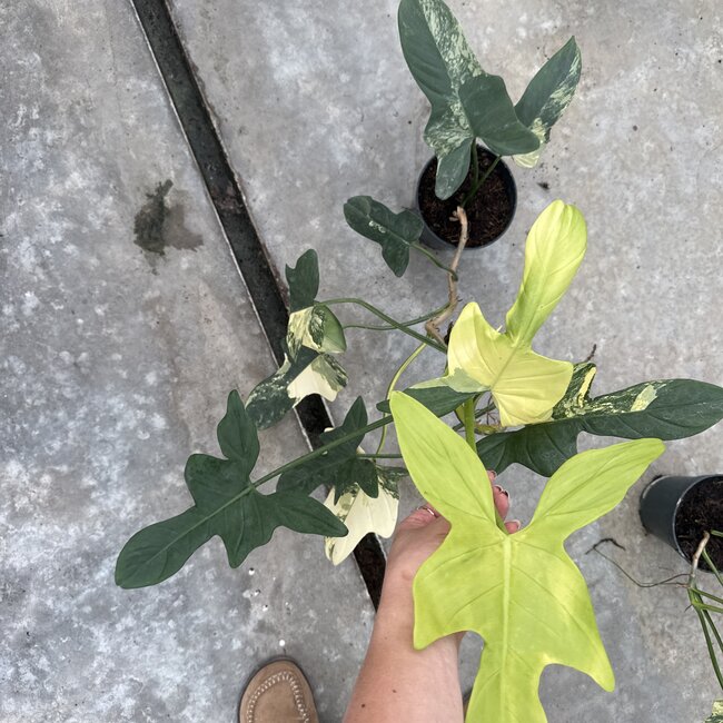 Bippenifolium Aurea Variegated Ø14