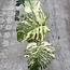 Monstera White Monster Ø19