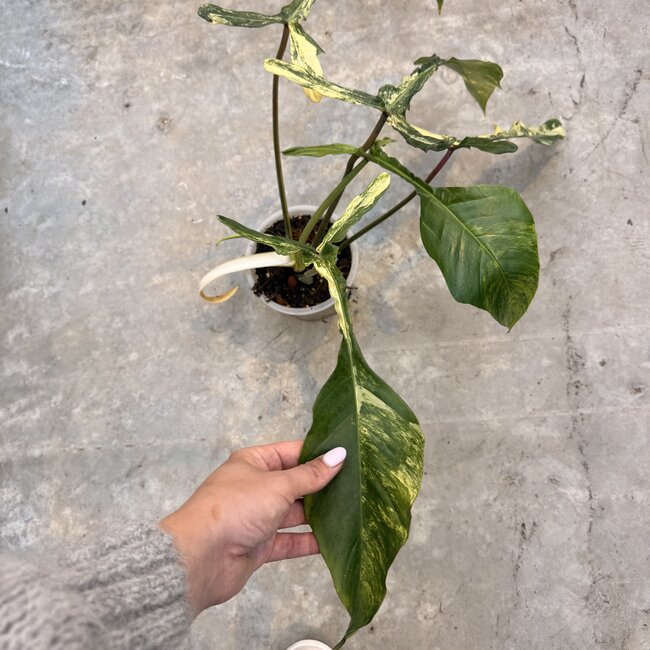 Joepii Tricolor Variegata Ø15