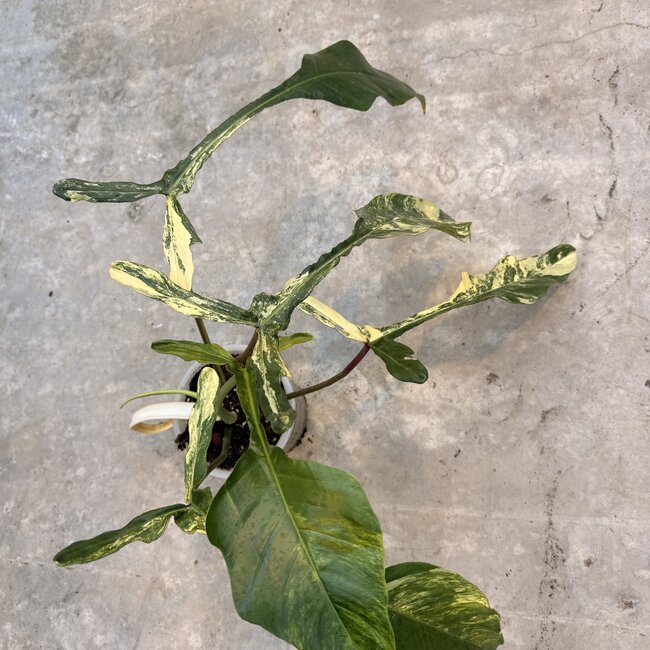 Joepii Tricolor Variegata Ø15